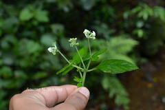 Argostemma courtallense